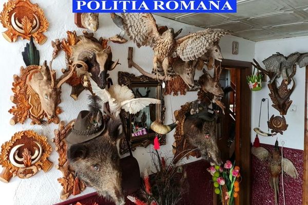 Arme, capcane, trofee  și  peste 300 de elemente de muniție confiscate de polițiști în urma unor percheziții 