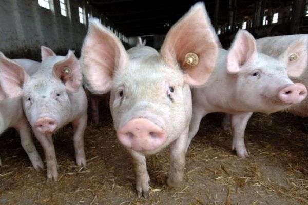 Unele insecte pot transmite virusul pestei porcine africane