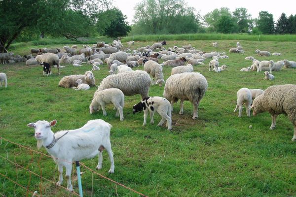 S-au aprobat plafoanele Ajutoarelor Naţionale Tranzitorii în sectoarele vegetal şi zootehnic, speciile ovine și caprine, pentru anul de cerere 2020