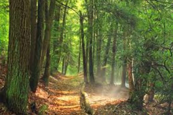 Ministrul Tanczos Barna: ”Toate acele afirmații, că în România în fiecare oră sau în fiecare minut dispar hectare, zeci de hectare de pădure sunt minciuni”