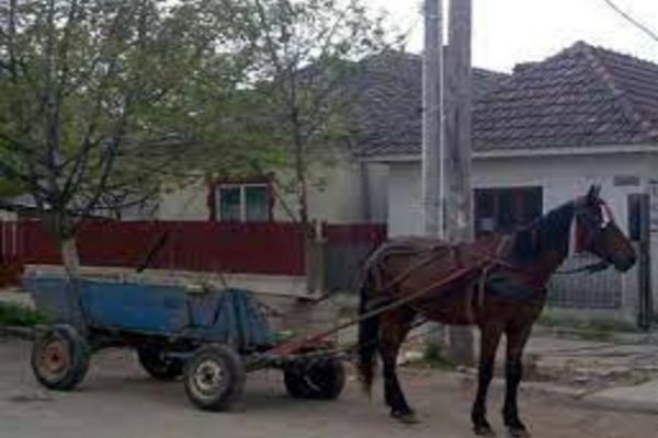 Atât de beat că a căzut din căruță