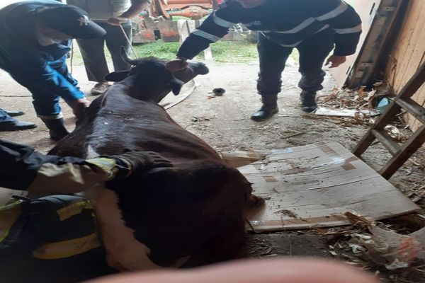 Pățania unei văcuțe din Vicovu de Jos- FOTO