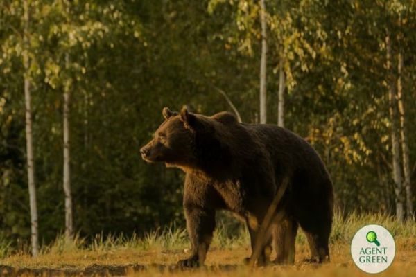 53,5 milioane lei din fonduri europene pentru conservarea urșilor bruni din România