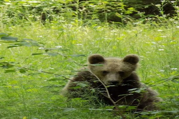 Ministrul Mediului a aprobat împușcarea a 5 urși din județele Argeș, Mureș și Suceava