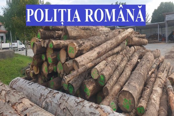 Amenzi uriașe pentru transporturi ilegale de lemn