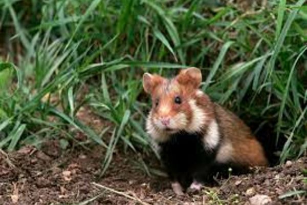 Un sucevean riscă ÎNCHISOAREA după ce a omorât 2 hârciogi. Animalele fac parte dintr-o specie protejată