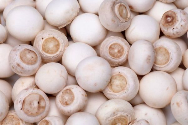 Adevărul nespus despre ciupercile Champignon din supermarketuri. Le consumi fără să ştii asta