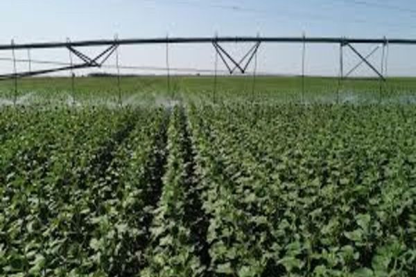 Facturile pentru decontarea cheltuielilor aferente consumului de energie electrică în irigații se pot depune la filialele ANIF