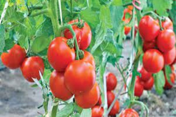 Măsuri de susținere financiară pentru legumicultori