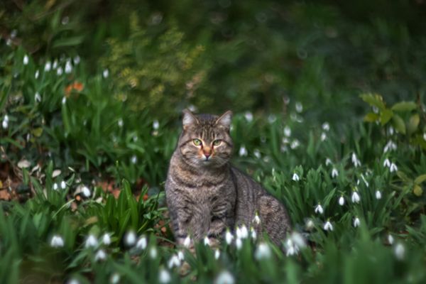 Vine primăvara? Cum arată PROGNOZA ANM pentru a doua jumătate a lunii februarie