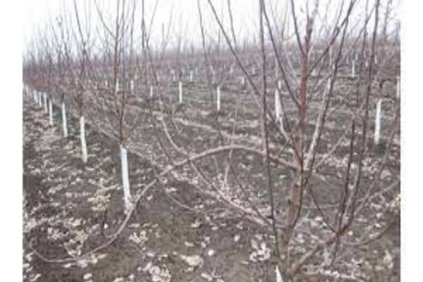 Secetă severă în România. Directorul ANM, semnal de alarmă