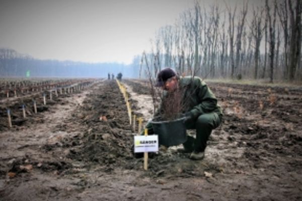 Romsilva va planta 19 milioane de puieţi forestieri în Mureş, Maramureş, Neamţ, Bacău şi Suceava