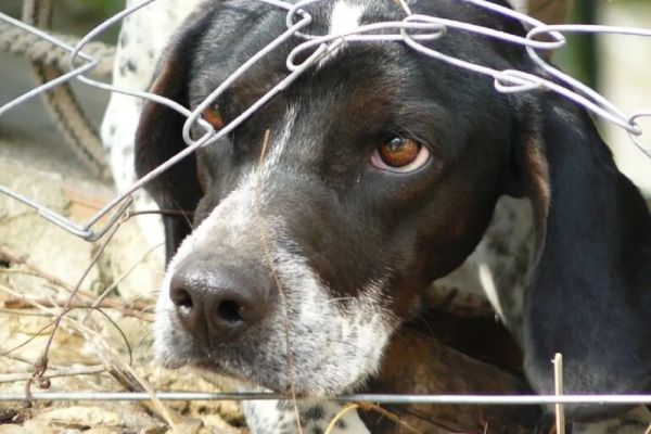 Iohannis a promulgat legea privind protecţia animalelor. Cresc pedepsele