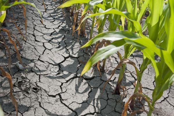 NU suntem departe de stare de CALAMITATE! Petre Daea: „Este secetă pedologică”