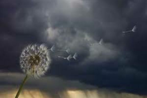 Atenționare nowcasting: Zona de munte din Neamț și Suceava, sub cod GALBEN de vânt puternic