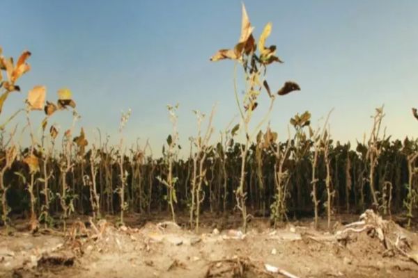 SECETA în România. Peste 400 de mii de hectare afectate în 34 de județe - Ce culturi sunt compromise