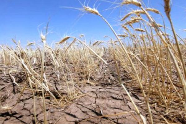 Efectele secetei, devastatoare în România. Suprafaţa afectată se apropie de 1,1 milioane hectare