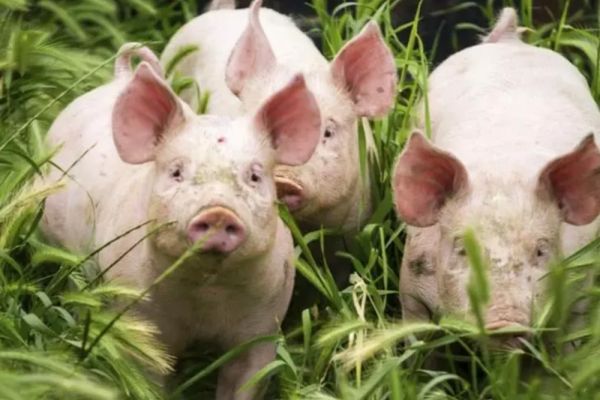 Tradiții şi superstiții de IGNAT. Ce pățesc cei care muncesc astăzi