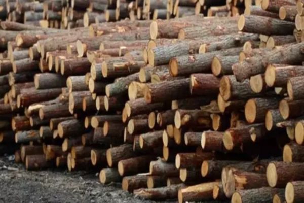 Noul JAF care se pregătește: privatizarea pădurilor - Mafia lemnului lasă România fără resurse