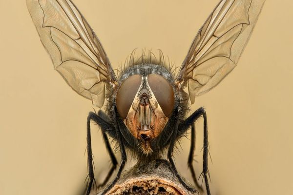 Cât trăiește o muscă?