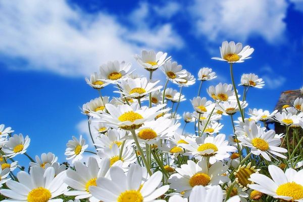 Vremea 16 februarie - Temperaturi anormal de ridicate dar și intensificări puternice de vânt