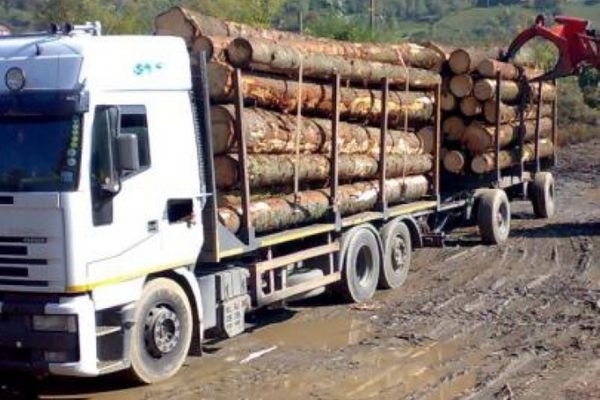 Aproape 200 metri cubi material lemnos confiscați de polițiști