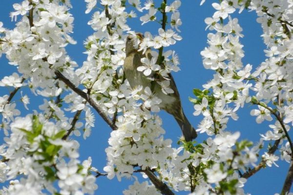 VREMEA 21 MARTIE. TEMPERATURI ÎN CREȘTERE ÎN TOATĂ ȚARA