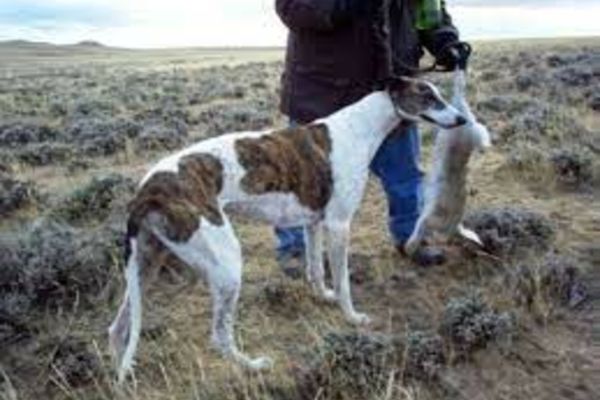 Trei bărbați reținuți pentru braconaj! Ce i-a dat de gol