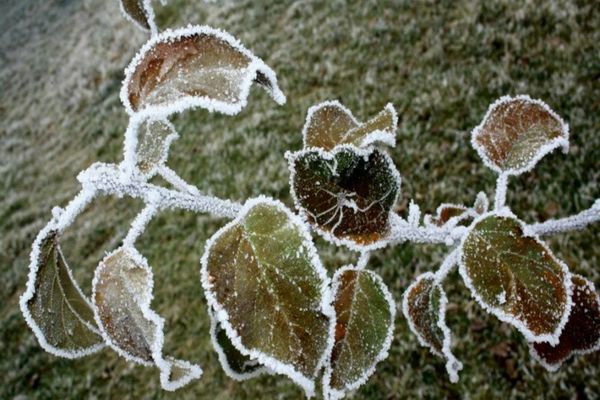 Prognoza meteo 28 aprilie. Alertă de vreme rece, vânt și brumă