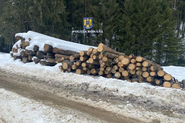 Material lemnos confiscat și sancțiuni aplicate pentru acte ilicite în domeniul silvic în zona Vatra Dornei și Câmpulung Moldovenesc 