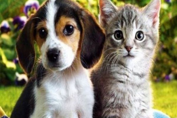 Opționalul „Ora cu și pentru animale” va fi introdus în școli, la nivel național