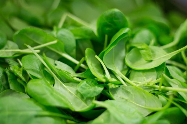 Planta elixir care vindecă rapid ulcerul: Este cel mai bun leac - Cum trebuie consumată