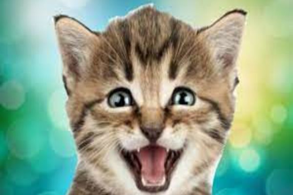 De ce miaună pisicile? MESAJUL SECRET pe care vor să ți-l transmită