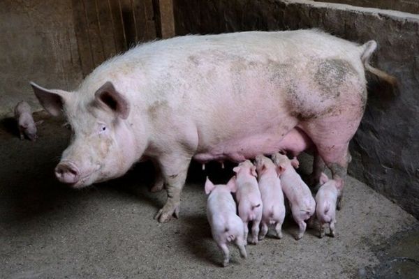 Aleșii s-au răzgândit: le permit românilor să crească mai mult de 5 porci în gospodării. Cu unele amendamente