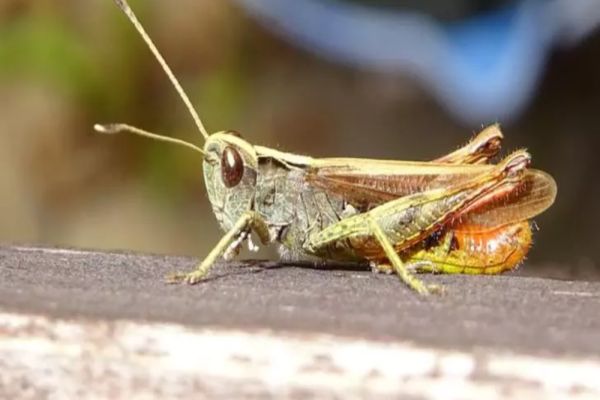 Românii consumă de zeci de ani insecte și nu au habar de asta. LISTA alimentelor care conțin aditivul E120