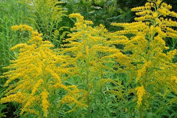 Proiectul care obligă proprietarii de terenuri să îndepărteze ambrozia pe tot parcursul anului, adoptat de Senat