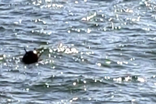 PESTE 100 DE MINE MARINE, DESCOPERITE DE FORȚELE NAVALE ROMÂNE ÎN MAREA NEAGRĂ