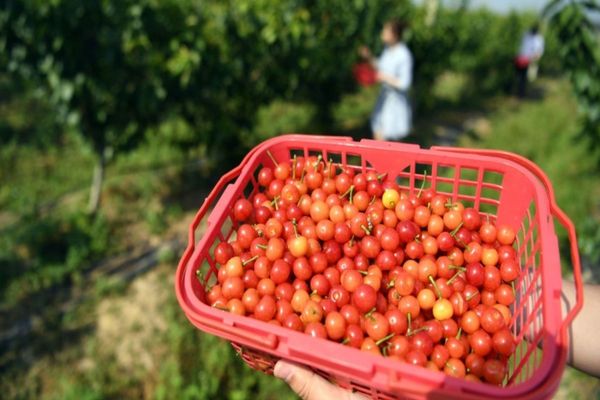 Au apărut cireșele în piețele din Suceava. Peste 100 de lei, pe kilogram