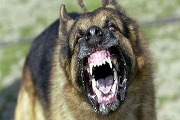 Femeia atacată de câini, în plină stradă. La un pas de o nouă tragedie, la Suceava