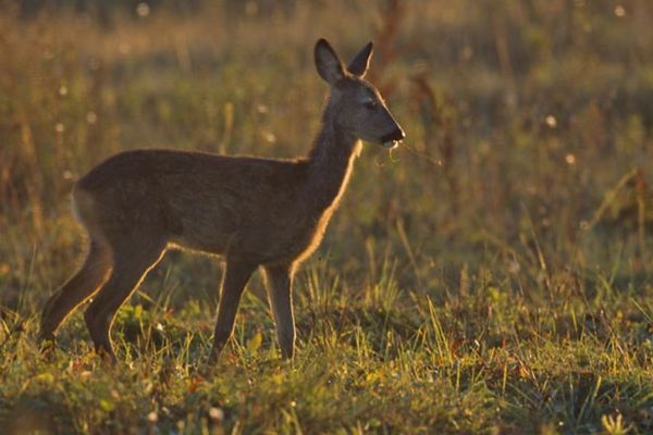 Dosar penal pentru un bărbat care a sacrificat o căprioară prinsă într-un laț