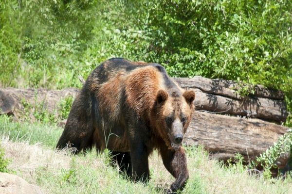 Prima zonă din România unde au fost montate panouri de avertizare pentru hrănirea urșilor