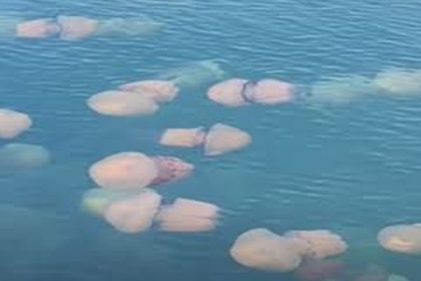 Pericol uriaș pe litoral chiar înainte de începerea sezonului estival: zonele de coastă au fost invadate