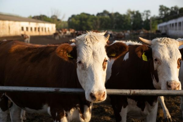 APIA: Crescătorii din sectorul bovin vor primi sprijin financiar de peste 102 milioane de lei