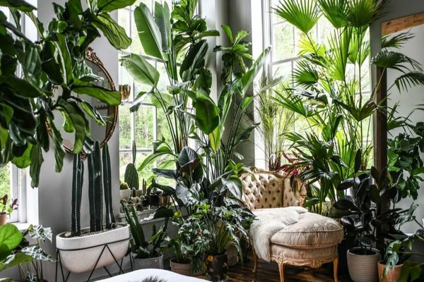 Plantele care îți răcoresc casa. Trebuie să le ai pe timpul verii!