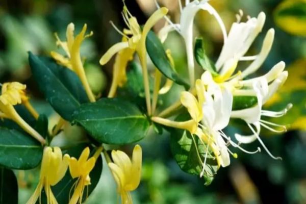 Cum se înmulţeşte Mâna Maicii Domnului. Trucuri pentru o înflorire spectaculoasă