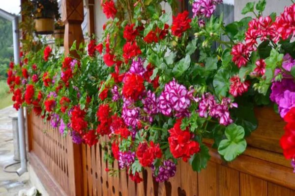 Plantele care aduc sănătate, bunăstare, fericire și iubire. Sunt considerate adevărate talismane norocoase