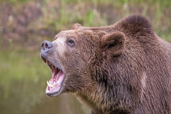 DOSAR PENAL PENTRU BRACONAJ DUPĂ ÎMPUȘCAREA URSULUI CARE A UCIS O FATĂ PE JEPII MICI