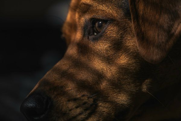 Proprietarii de câini periculoși, obligați să plătească RCA pentru animale