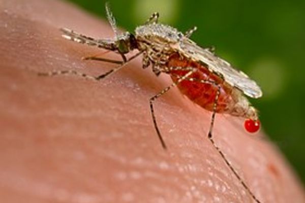 Avertisment MAE pentru românii care pleacă din țară. Ce este "MALARIA de import" și care sunt riscurile?