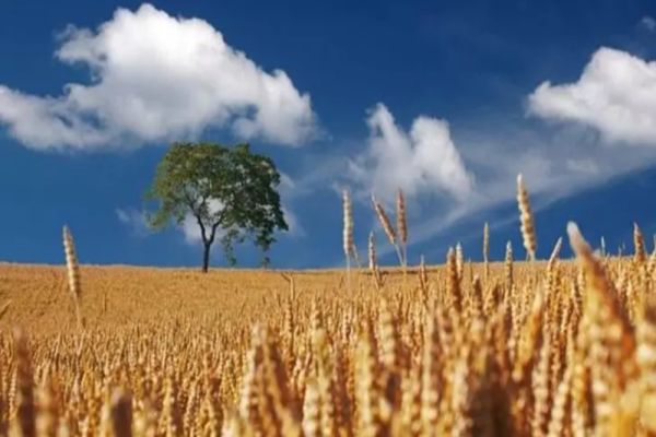 Israelul şi România au semnat un acord de furnizare de grâu în situaţii de urgenţă